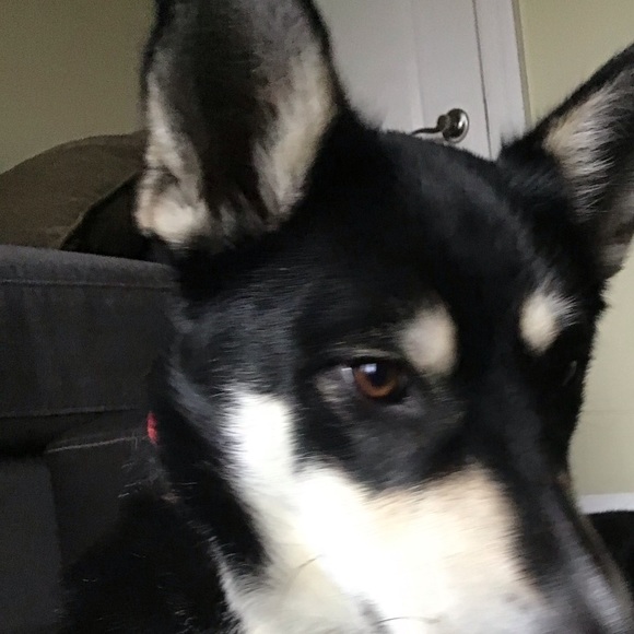 Meet your Posher, Jayne - Picture 1 of 1